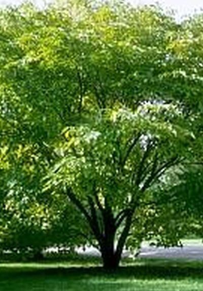Mulberry in a Colorado landscape