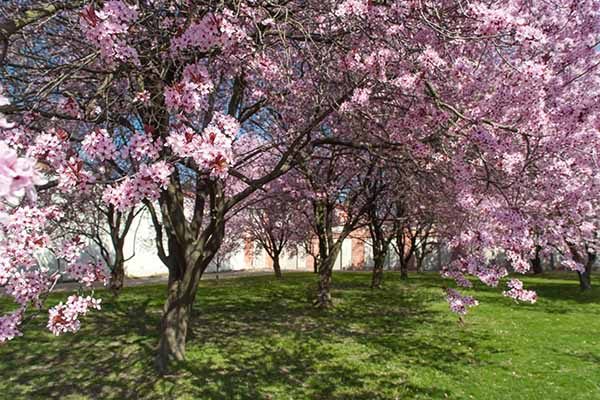 newport plum tree