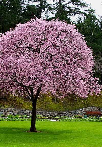 Plum Tree in a Colorado landscape