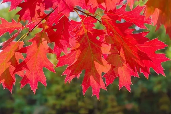northern red oak tree leavesjpg