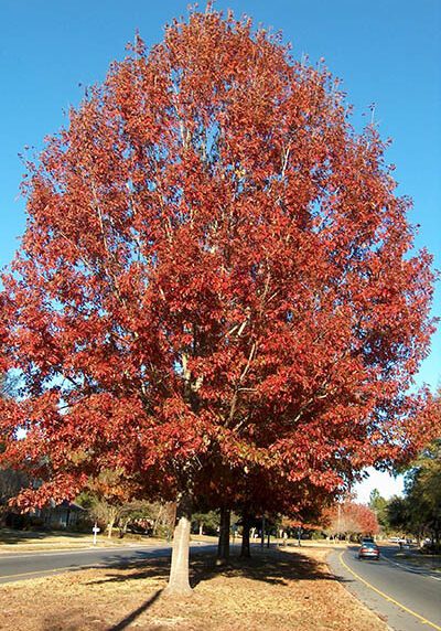 Red Oak in a Colorado landscape
