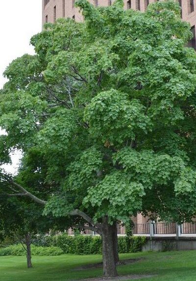 Norway Maple in a Colorado landscape