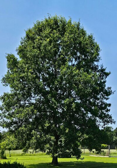 Oak trees recommended for Colorado landscapes