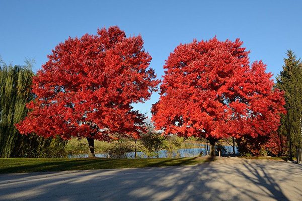 october glory maple tree