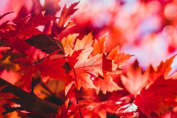 maples-in-the-landscape