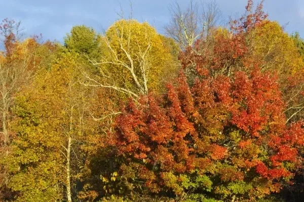 parkway maple tree