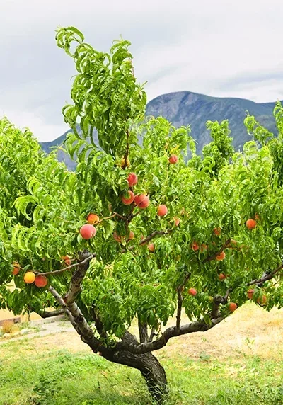 Peach Tree in a Colorado landscape