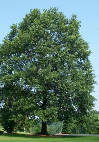 Pin Oak in a Colorado landscape