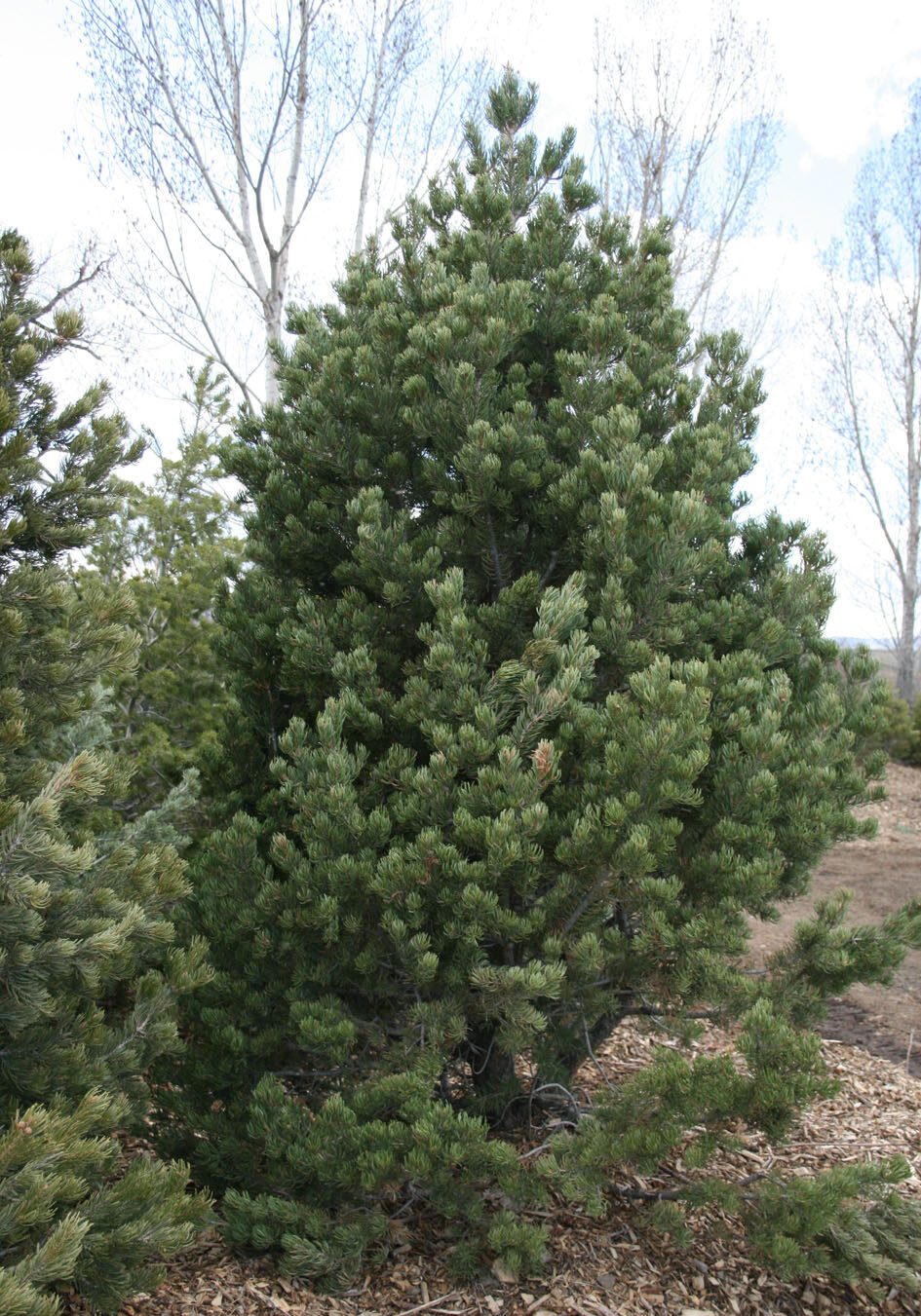 Piñon Pine in a Colorado landscape