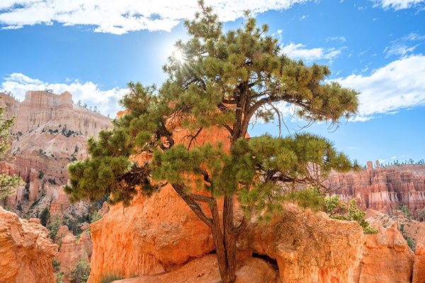 pinyon pine tree