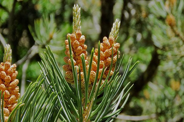 Pinyon Pine