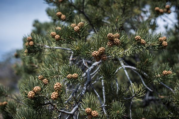 pinyon pine tree pines