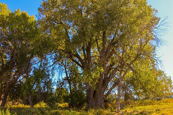plains cottonwood tree
