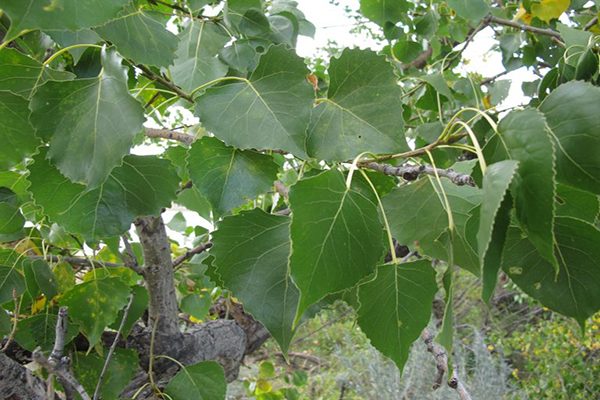 plains cottonwood tree leaves