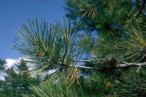 ponderosa pine needles