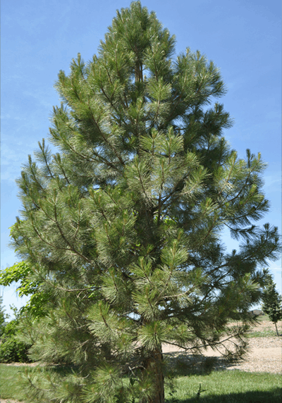 Ponderosa Pine in a Colorado landscape