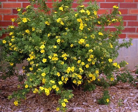 Potentilla diagnostic reference photograph