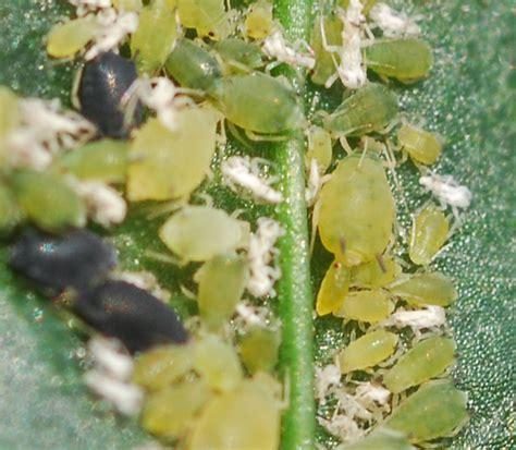 Potentilla — Aphids