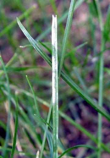 Powdery Mildew (Turfgrass) diagnostic reference photograph