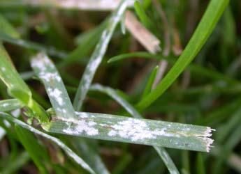 Powdery Mildew (Turfgrass) diagnostic reference photograph