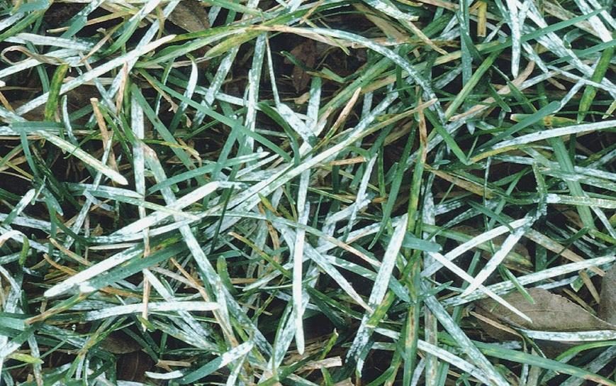 Powdery Mildew (Turfgrass) diagnostic reference photograph