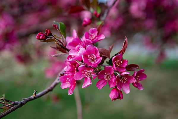 prarifire crabapple tree leaves