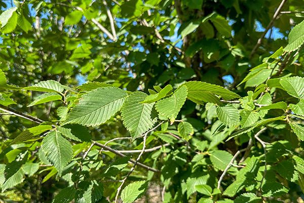 princeton elm tree branch