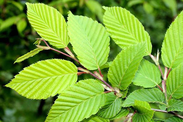 princeton elm tree leaves