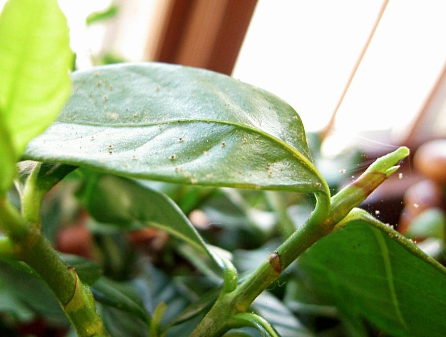 Burning Bush — Euonymus Scale (Unaspis euonymi)