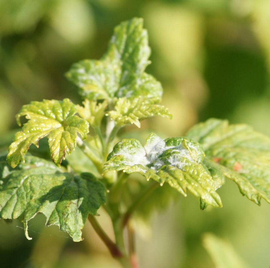 Privet — Spider Mites