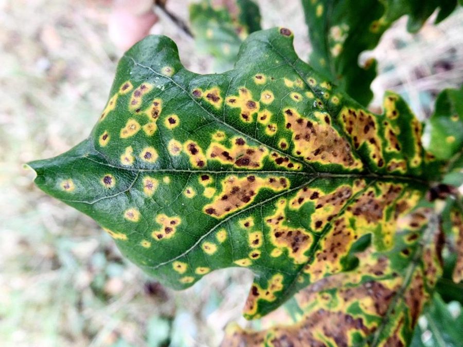 Privet — Powdery Mildew