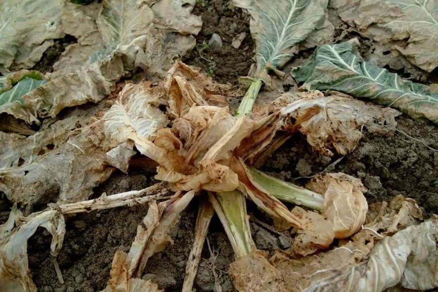 Privet — Leaf Spot / Foliar Blight