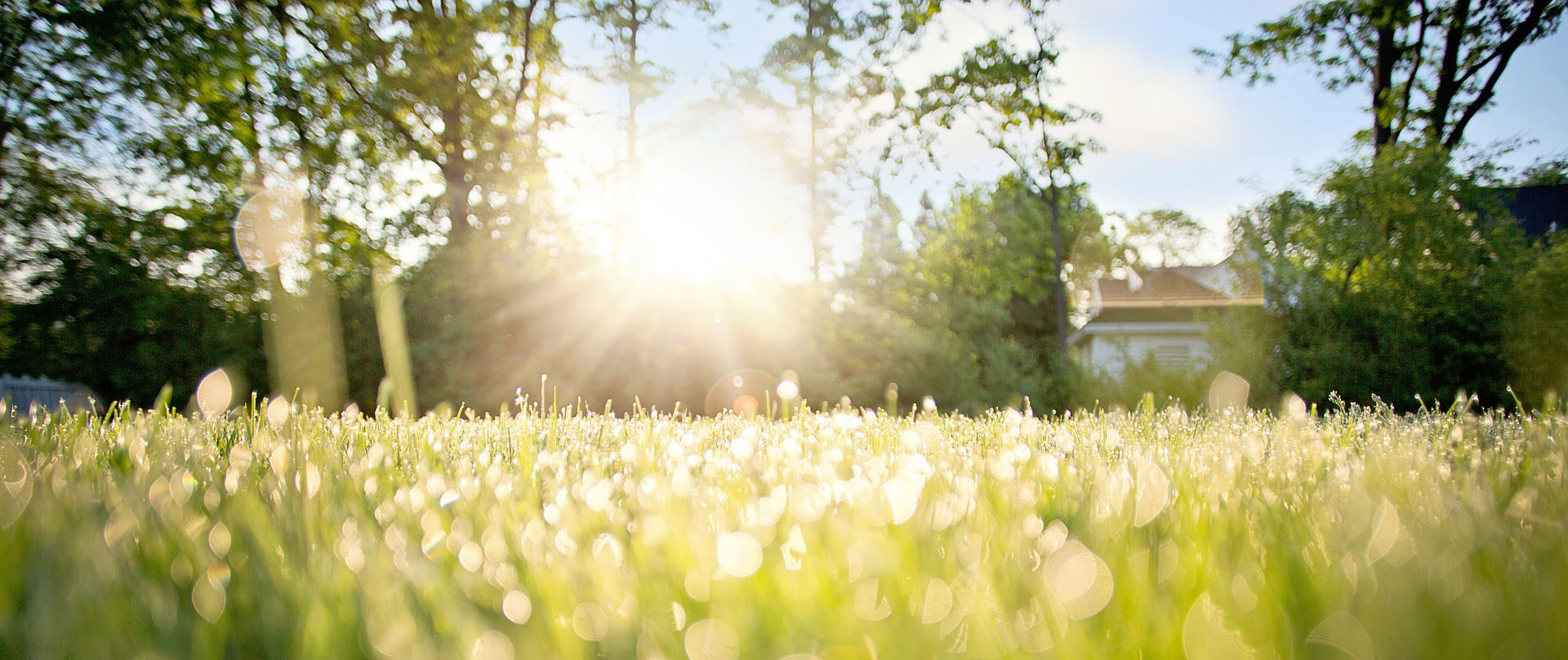Dense, healthy Colorado turf maintained under a Great Western Tree Care lawn program