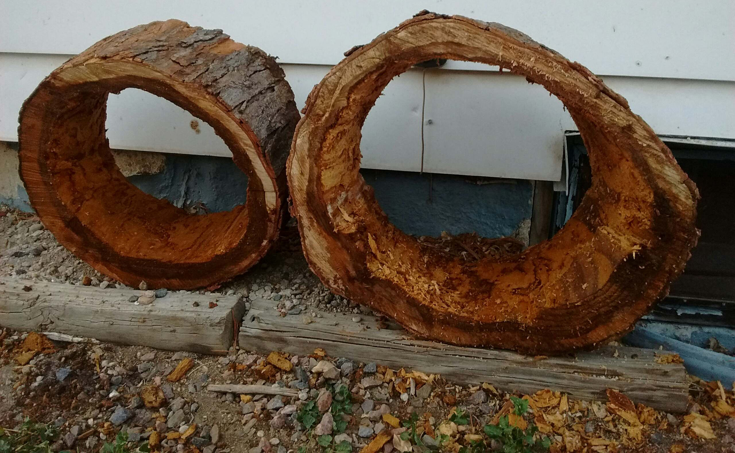 Internal decay exposed in a trunk section — a structural defect support systems are designed to address