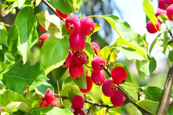 radiant red crabapple tree fruit