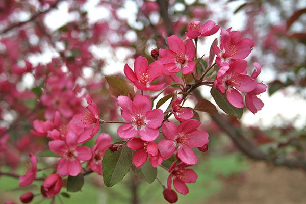 radiant red crabapple tree leaves