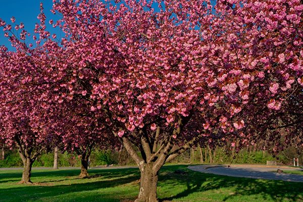 radiant red crabapple trees