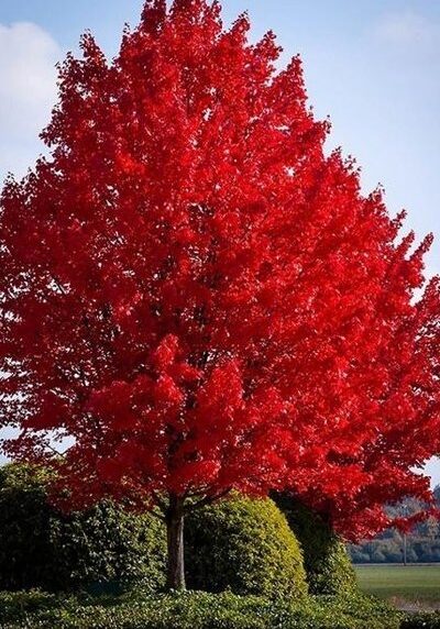 Red Maple in a Colorado landscape
