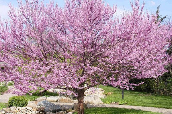 redbud tree