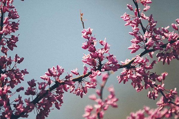 redbud tree branch