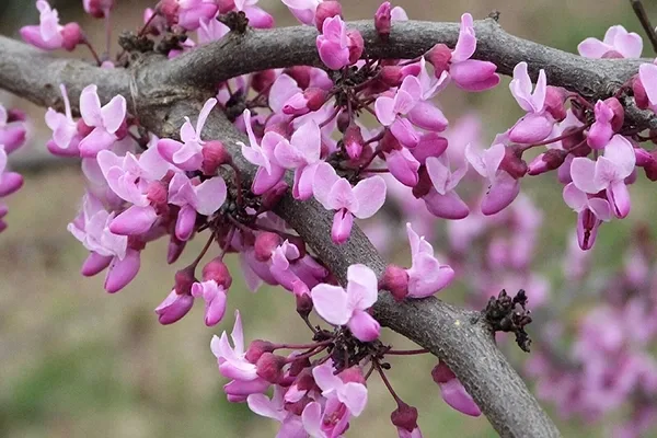 redbud tree leaves