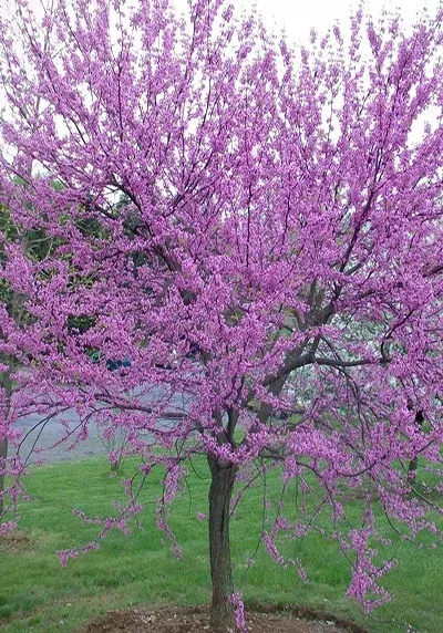 Redbud Tree in a Colorado landscape