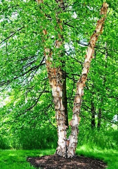 River Birch in a Colorado landscape