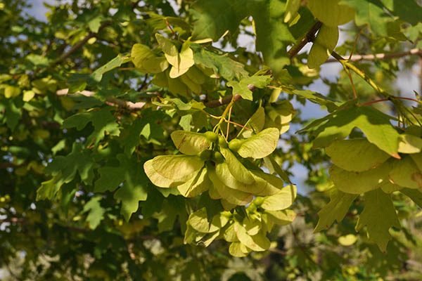 rocky mountain glow maple tree branch