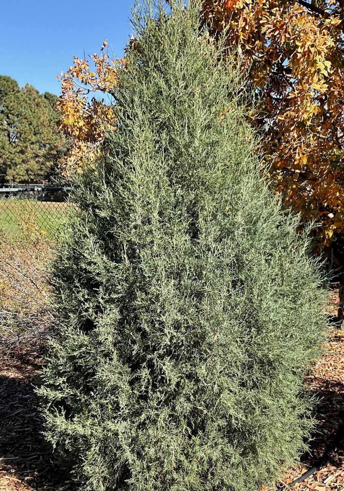 Rocky Mountain Juniper in a Colorado landscape