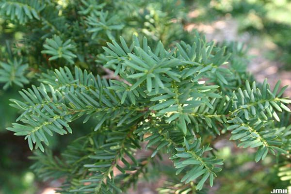 Dark green needle-like yew foliage on a branch