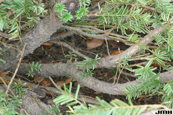 Yew branch structure showing dense evergreen branching