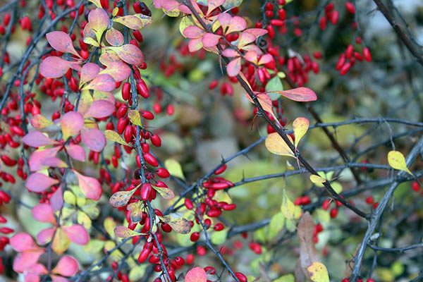Red barberry fruit persisting on the shrub into fall