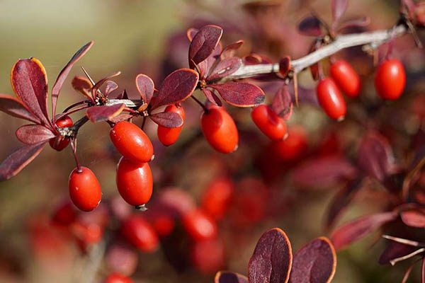Burgundy barberry foliage with red fruit along a thorny stem