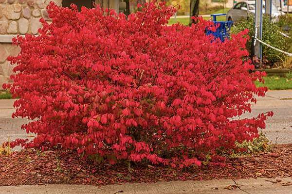 Burning bush in full fall color showing dense, rounded form